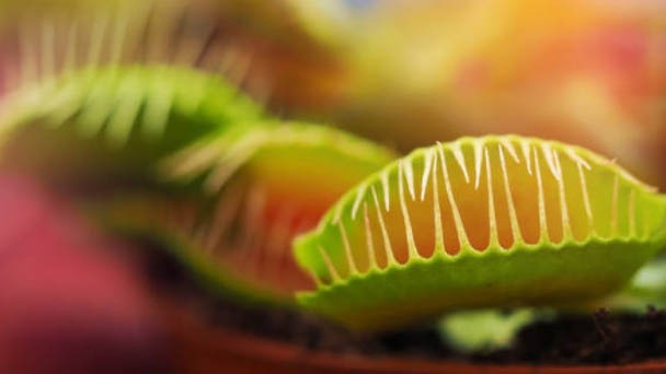 How Does A Venus Flytrap Kills & Eat Insect