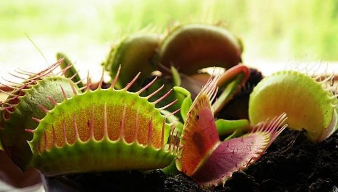 How Does A Venus Flytrap Kills Eat Insect
