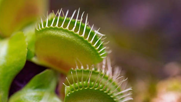 How Much Does Venus Flytrap Cost In 2023