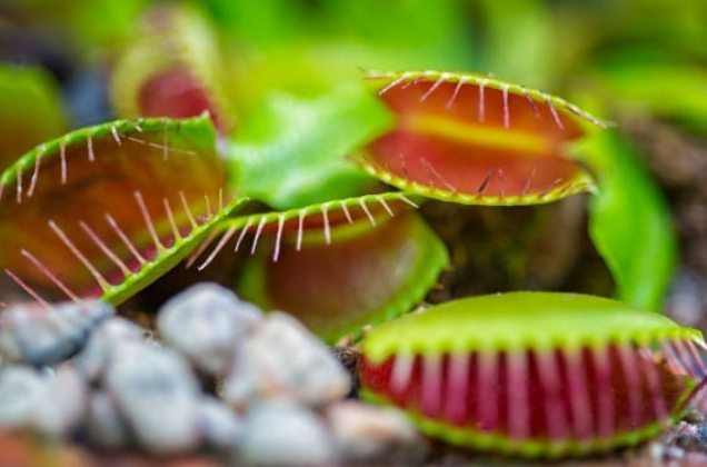 How Much Does Venus Flytrap Cost