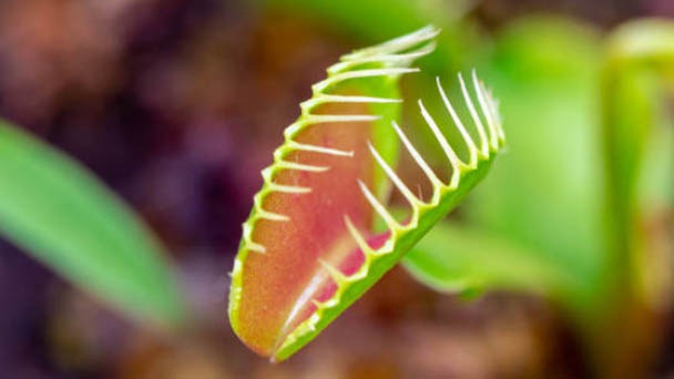 How to Repot a Venus Flytrap - 2023 Completely Guide