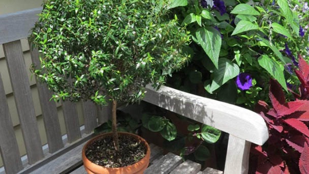  How To Grow & Care for A Myrtle Topiary