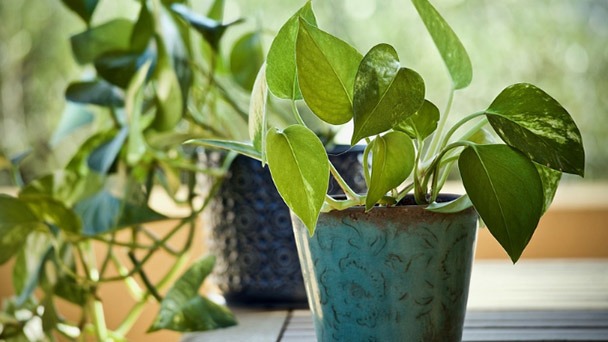 How and When to Repot Your Pothos Plant - Essential Tips