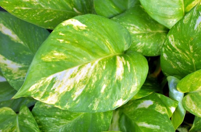 How and When to Repot Your Pothos Plant