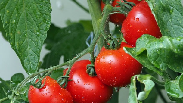 How To Save Your Sunburned Tomato Leaves