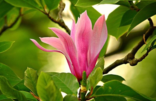 When do Magnolias Bloom
