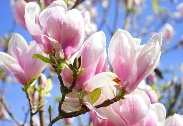 When do Magnolias Bloom