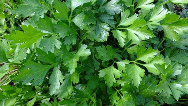 10 Best Companion Plants For Parsley - What to Pay Attention