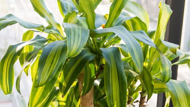 Mass Cane Plant Care - Everything You Need to Know