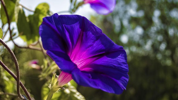 Morning Glory Flower Meaning, Symbolism, and How to Use
