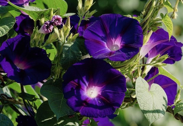 Morning Glory Flower Meaning