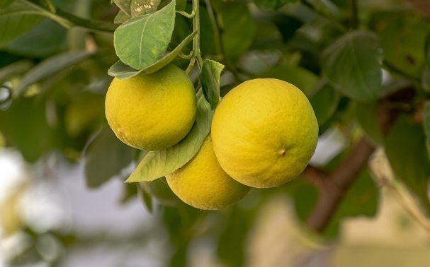 When Is the Right Time to Pick Lemons