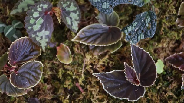 How to Grow & Take Care of Begonia Darthvaderiana
