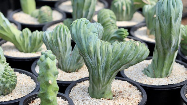 Blue Smoke Cactus - How to Plant & How Fast Does Them Grow