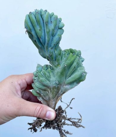 Blue Smoke Cactus