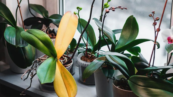 Why Is My Orchid Stem Turning Yellow - How to Treat