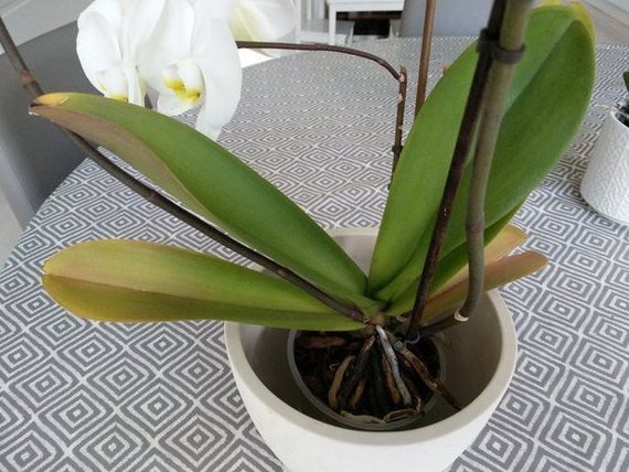 Why Is My Orchid Stem Turning Yellow