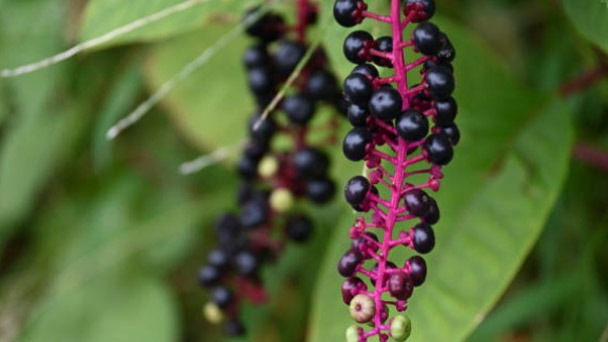 Is Pokeweed Poisonous To Touch - What You Should Know