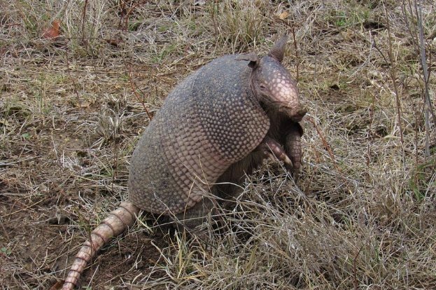 How To Use Vinegar to Get Rid of Armadillos