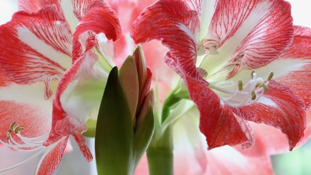 Is Amaryllis Poisonous To Cats -Which Part is Toxic