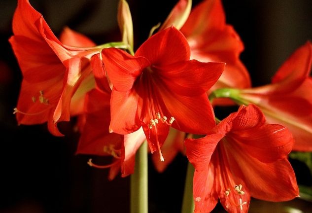 Is Amaryllis Poisonous To Cats