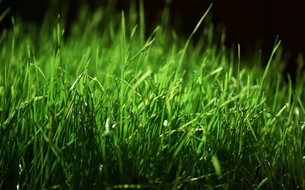 How to Overseed Your Lawn in Spring