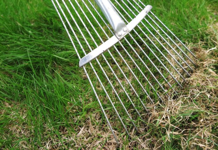 When is the Best Time to Dethatch Your Lawn