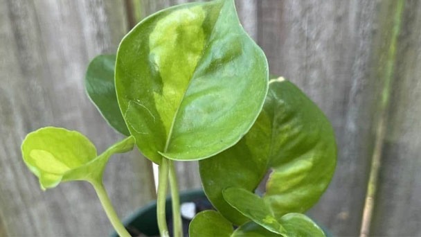 How to Grow & Care for Global Green Pothos