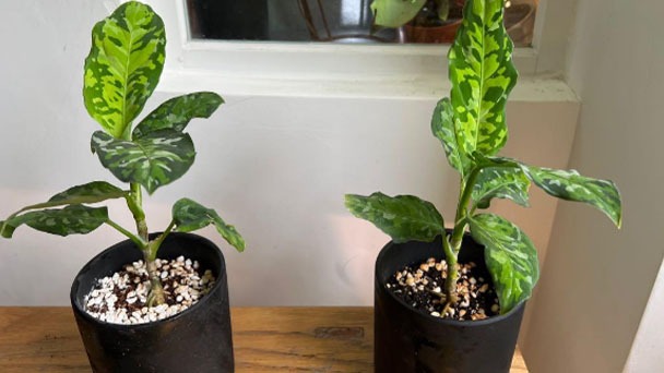 How to Grow & Care for Aglaonema Pictum Tricolor