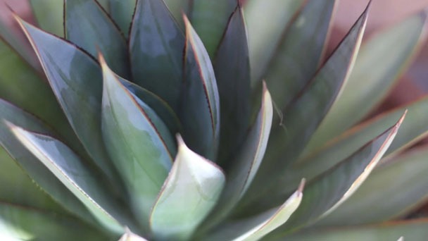 Blue Glow Agave - Care & Growing Guide 2023