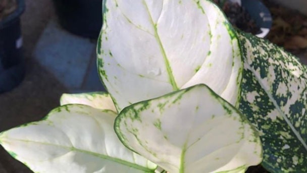 Aglaonema Silver Bay Care - What You Should Know