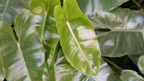 How to Propagate Burle Marx Philodendron