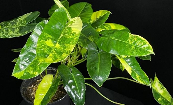 Burle Marx Philodendron