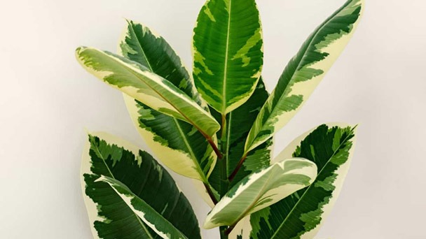 Variegated Rubber Tree Plant Care & Propagation