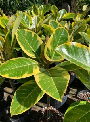 Variegated Rubber Tree Plant Care