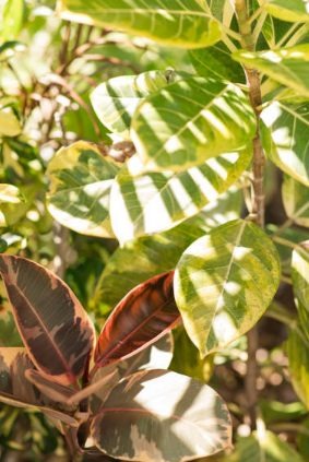 Variegated Rubber Tree Plant Care