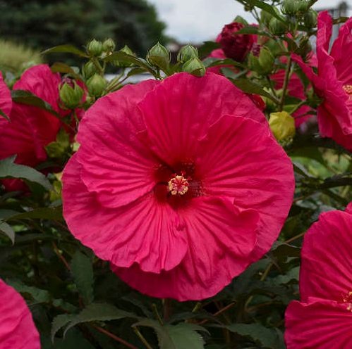 How to Grow and Care for Dinner Plate Hibiscus