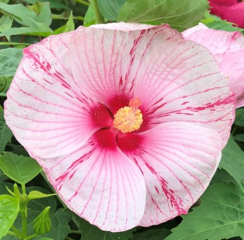 How to Grow and Care for Dinner Plate Hibiscus