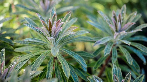 Euphorbia Ascot Rainbow - Plant Care Tips