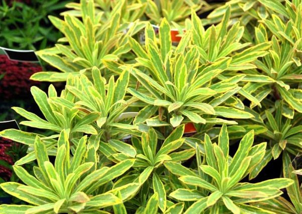 Euphorbia Ascot Rainbow Plant