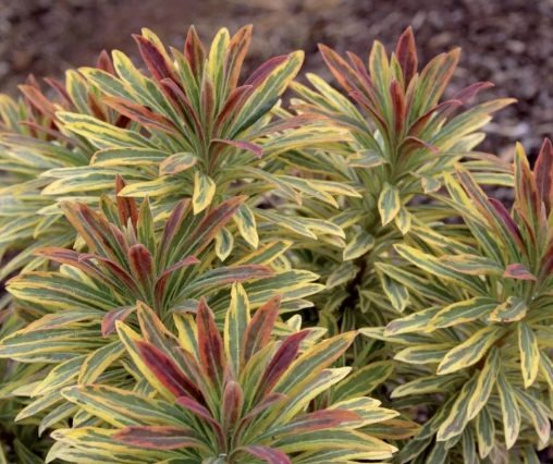 Euphorbia Ascot Rainbow Plant