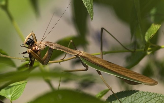 Are Praying Mantises Endangered