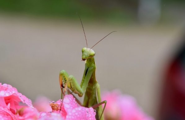 Are Praying Mantises Endangered