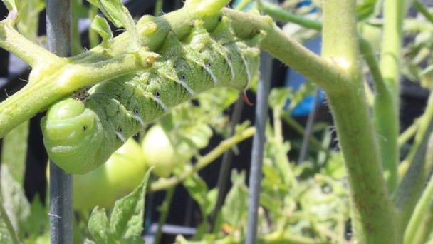 The Life Cycle of the Tomato Hornworm - Lifespan & How to Control