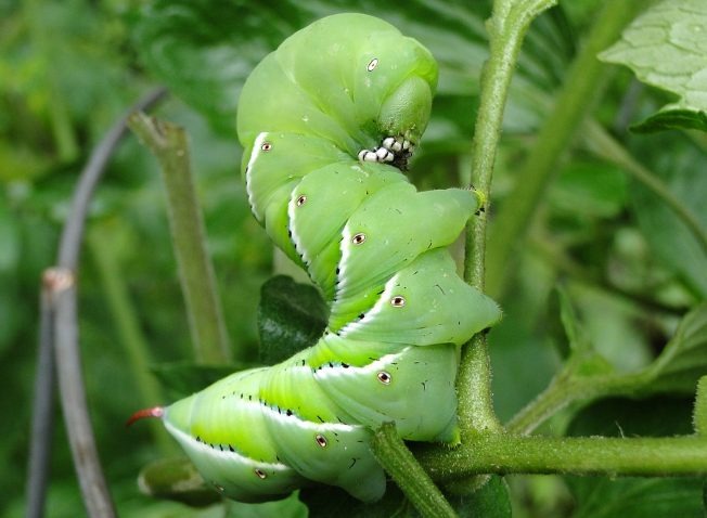 The Life Cycle of the Tomato Hornworm
