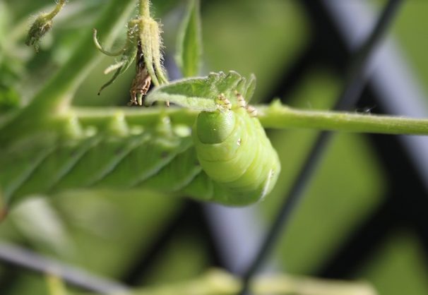 The Life Cycle of the Tomato Hornworm