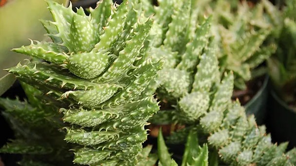 How to Grow & Care for Tiger Tooth Aloe
