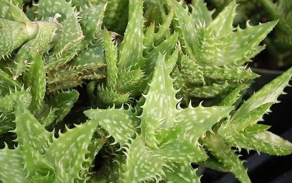 Care for Tiger Tooth Aloe