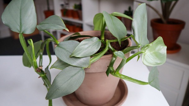 How to Care for Philodendron Silver Sword - What You Should Know