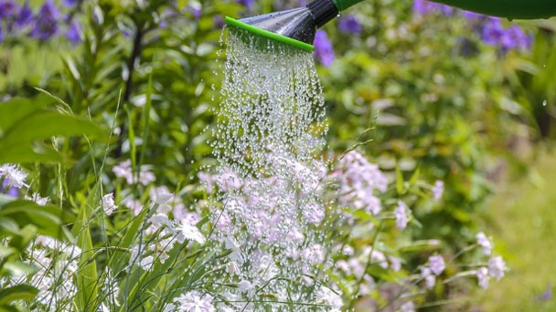 Worst Time To Water Plants - Tips & When to Water